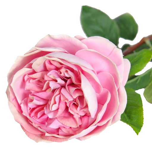Ленты